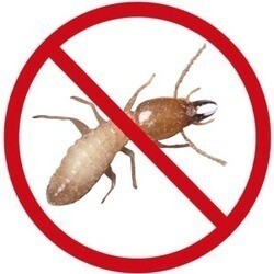 Termite Control Management