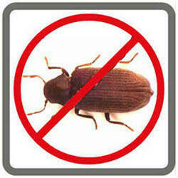 Wood Borer Control Management