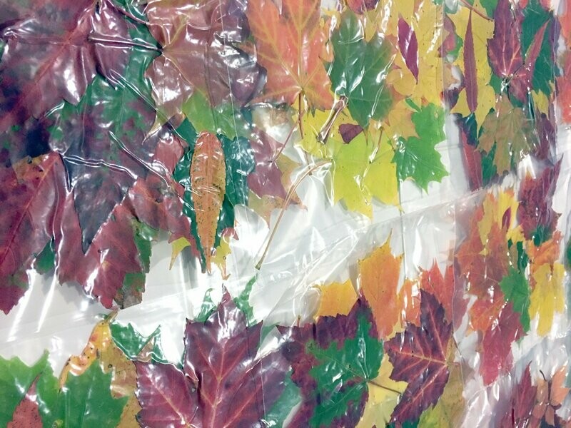 LEAVES !