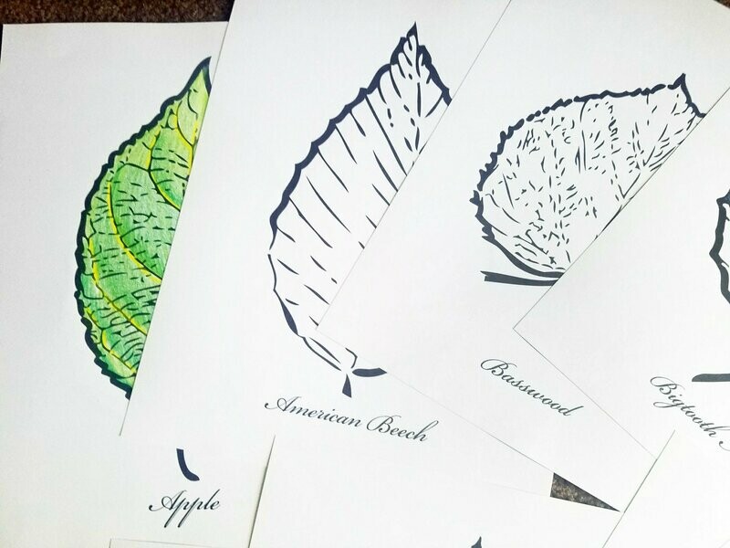 Coloring Pages Folio v.01
