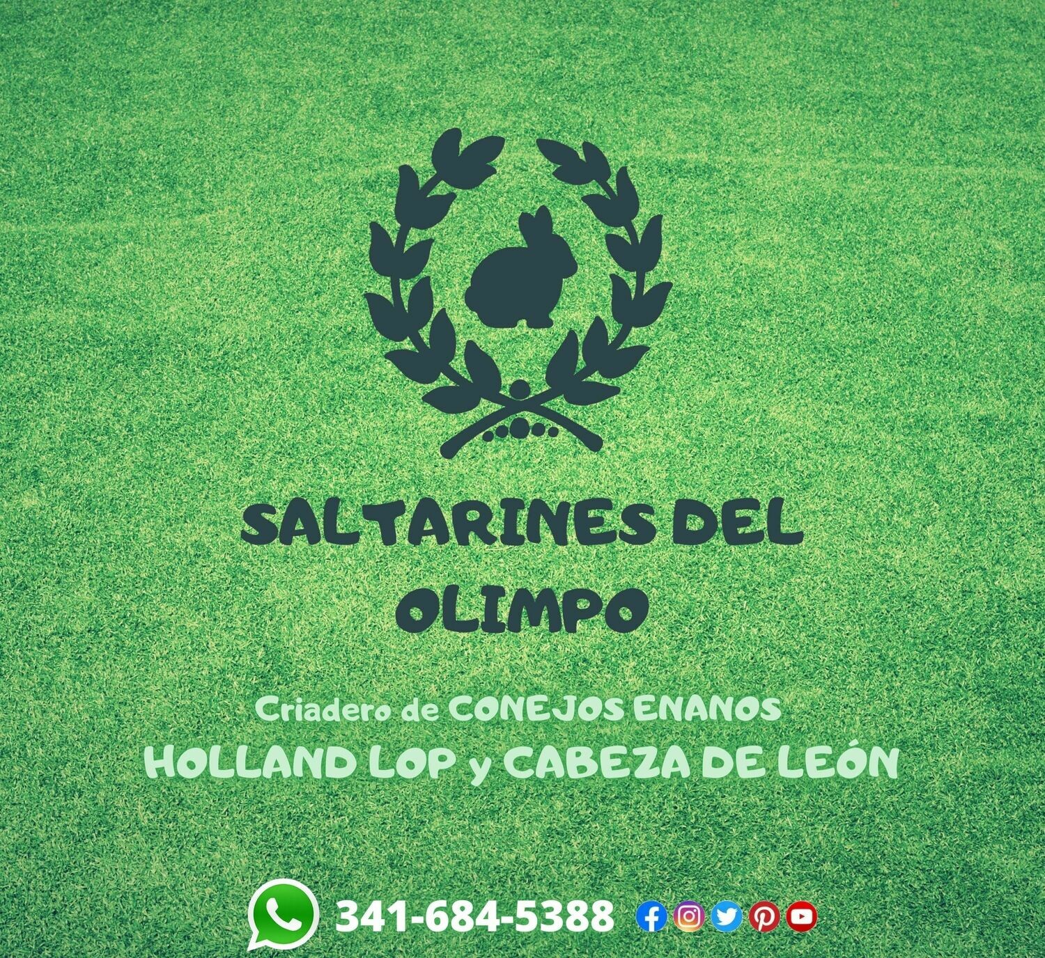 Criadero de conejos enanos Saltarines del Olimpo