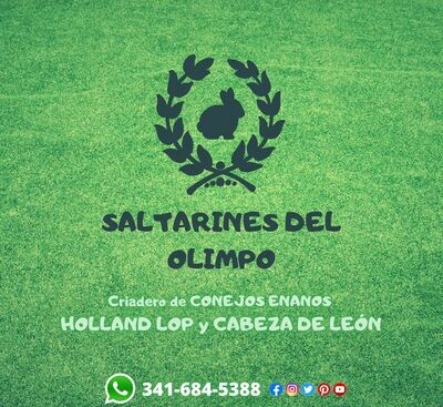 Criadero de conejos enanos Saltarines del Olimpo