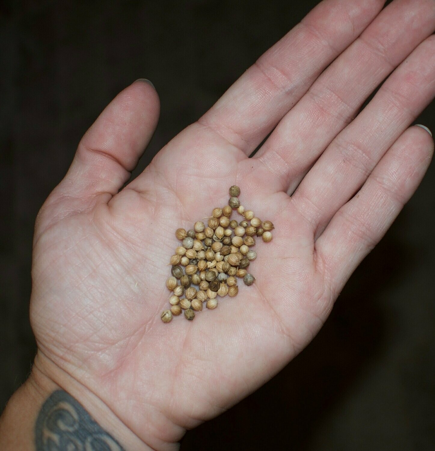 Cilantro