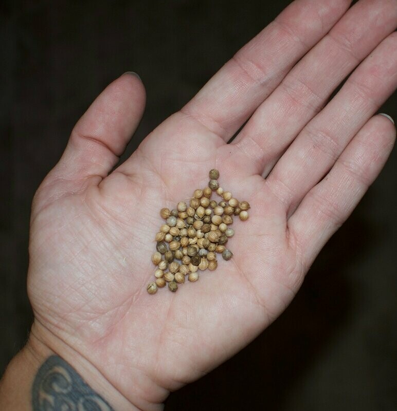 Cilantro