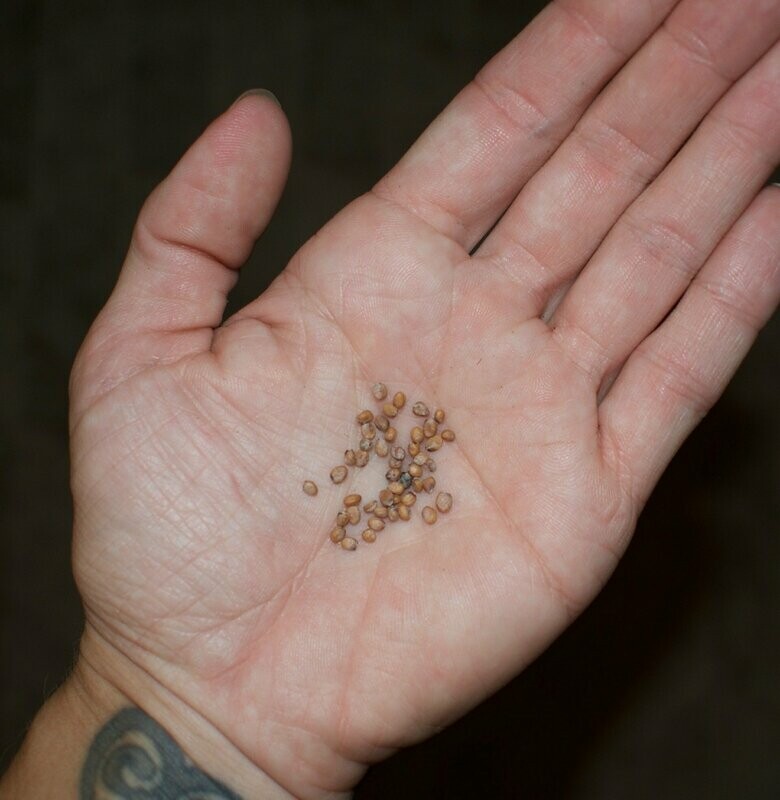 Radish Seeds