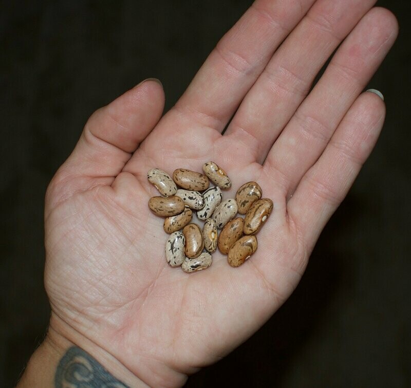 Rattle Snake Beans