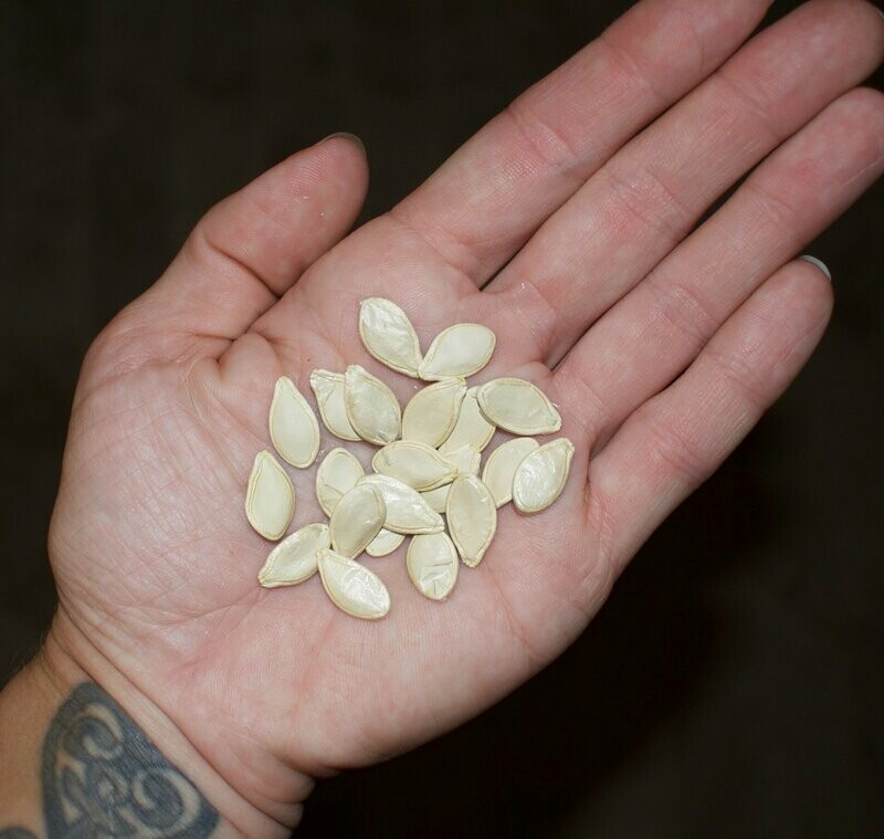 Sugar Pumpkin