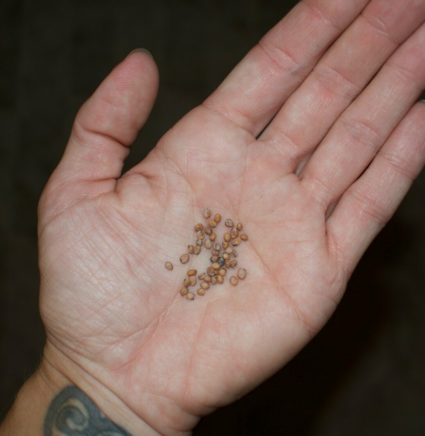 Radish Seeds