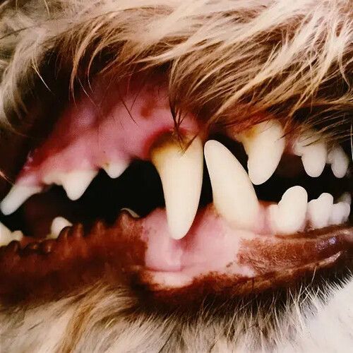Lucius - S/T LP (bloom vinyl) 