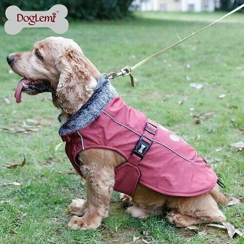 bunty dog coat