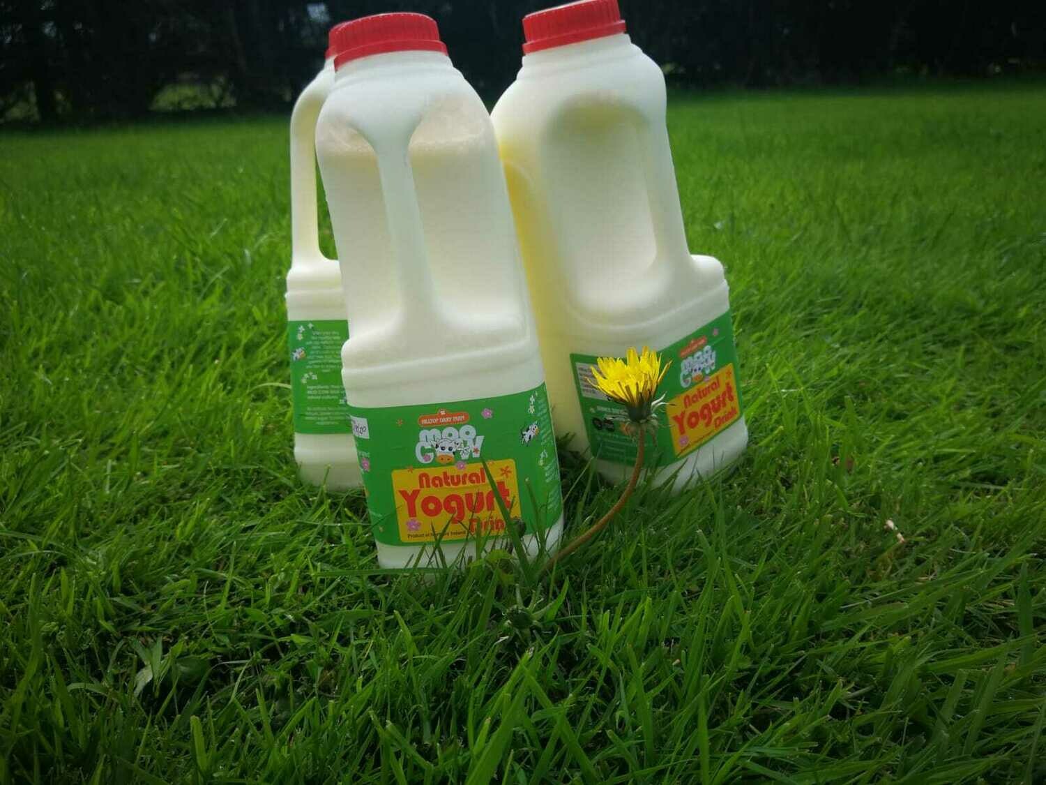 Fresh Moo Cow Yoghurt - 1 litre