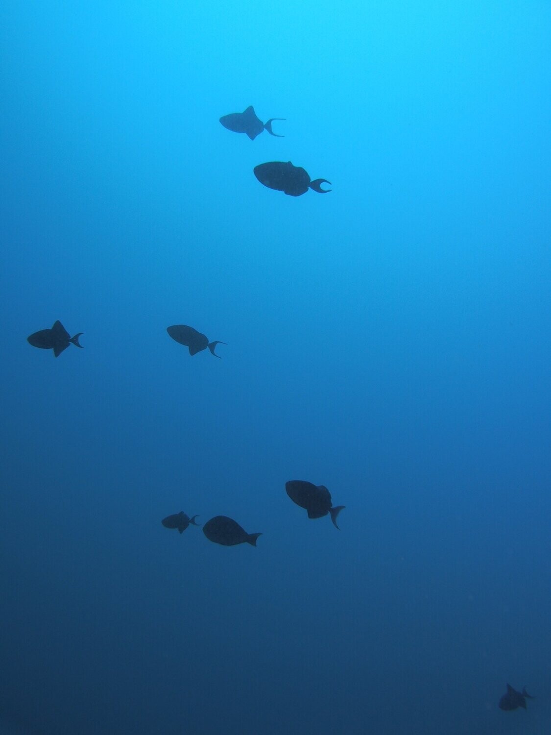 Blaue Drueckerfische_Mauritius_170103