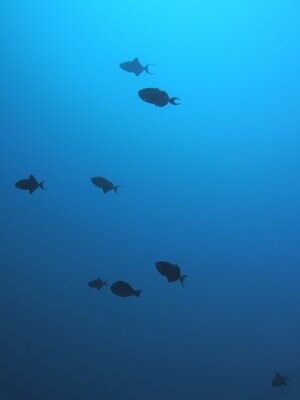 Blaue Drueckerfische_Mauritius_170103