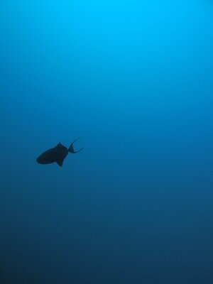 Blauer Drueckerfisch_Mauritius_170103