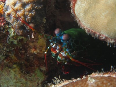 Mantis Shrimp_170105_3