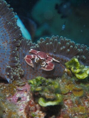 Porelain crab & Anemone_170107_2 Porelain crab & Anemone_170107_2