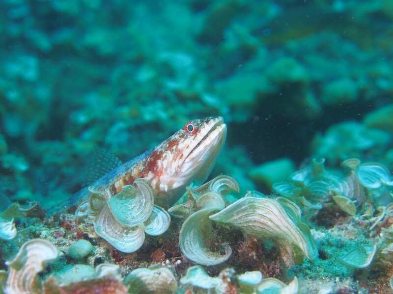 Sand Lizardfish_170107 Sand Lizardfish_170107