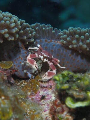 Porelain crab & Anemone_170107_1 Porelain crab & Anemone_170107_1