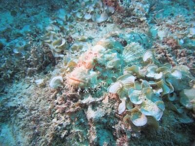Scorpionfish_170107 Scorpionfish_170107