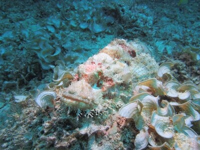 Scorpionfish_170107_3 Scorpionfish_170107_3