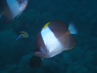 Black Pyramid Butterflyfish_170109_4 Black Pyramid Butterflyfish_170109_4