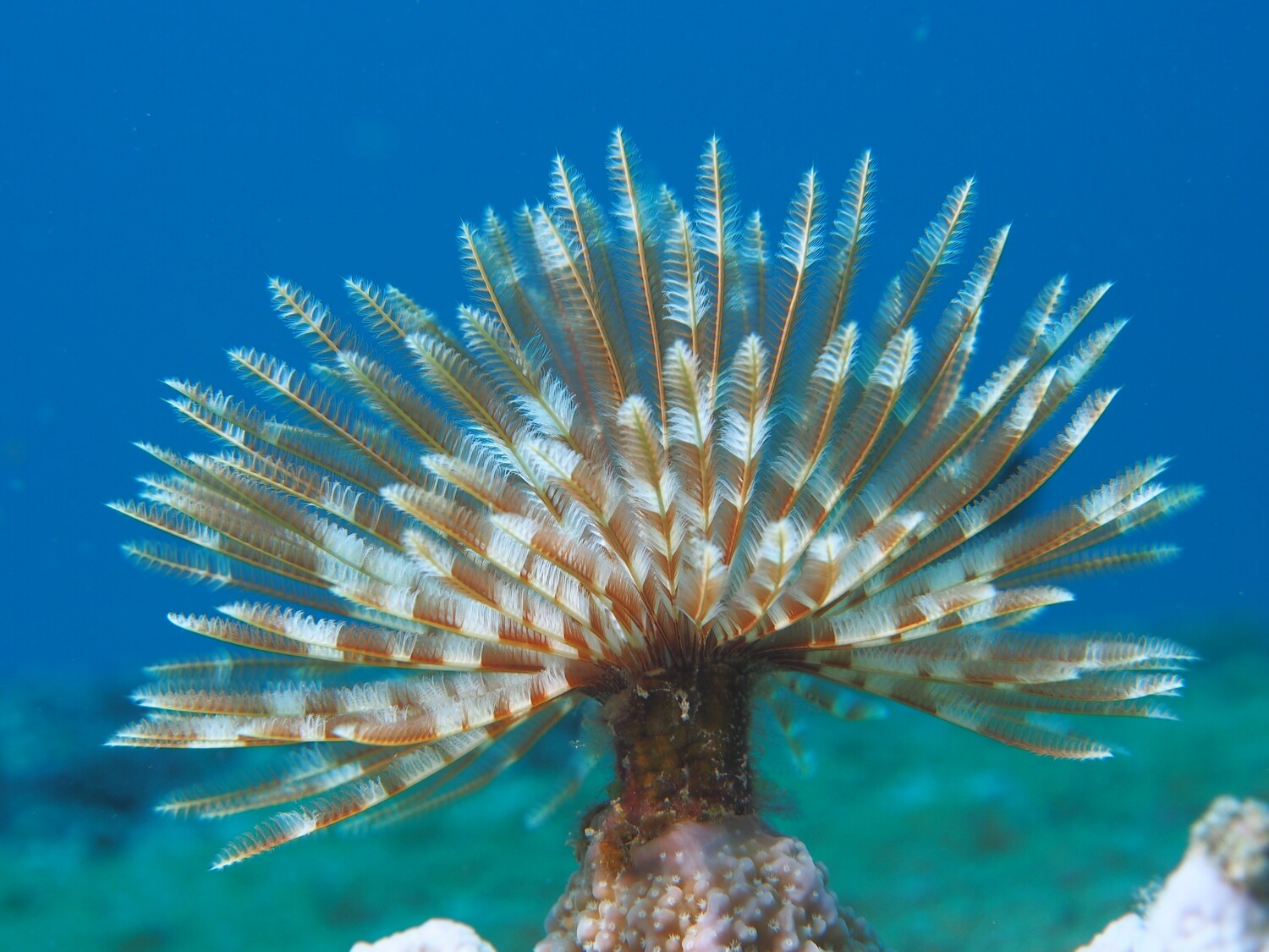 Indian Featherworm_170109