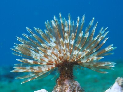 Indian Featherworm_170109 Indian Featherworm_170109