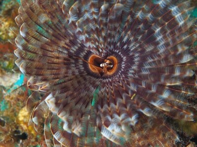 Indian Featherworm_170110_1 Indian Featherworm_170110_1