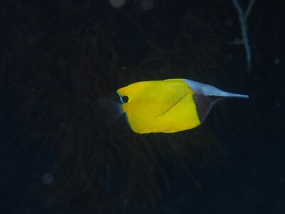 Longnose Butteflyfish_170111_1 Longnose Butteflyfish_170111_1