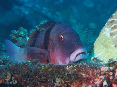 Doublebar Goatfish_170111_2 Doublebar Goatfish_170111_2