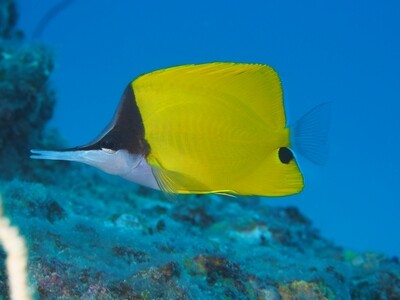 Longnose Butterflyfish_170112 Longnose Butterflyfish_170112
