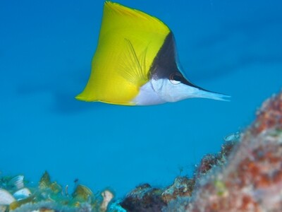 Longnose Butterflyfish_170112_1 Longnose Butterflyfish_170112_1