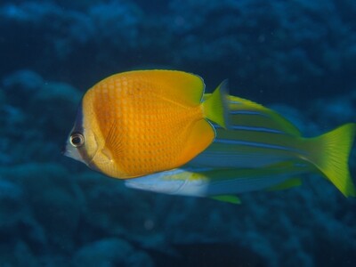 Klein's Butterflyfish_170113_1 Klein's Butterflyfish_170113_1