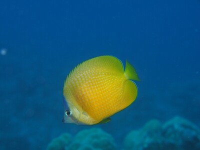 Klein's Butterflyfish_170114_1 Klein's Butterflyfish_170114_1