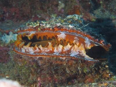 Thorny Oyster_170111