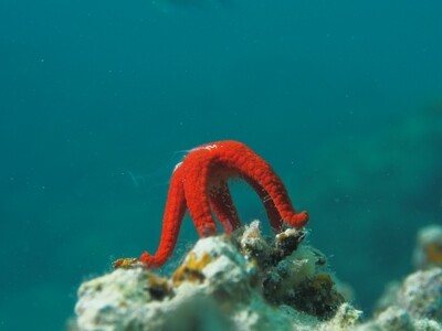 Red Seastar_170119 Red Seastar_170119