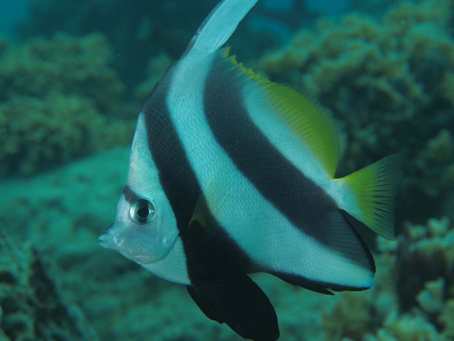 Schooling Bannerfish_170119