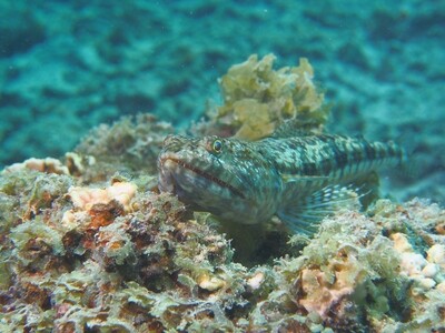 Sand Lizardfish_170120_1 Sand Lizardfish_170120_1