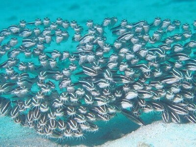 Striped eel catfish_170120_1 Striped eel catfish_170120_1