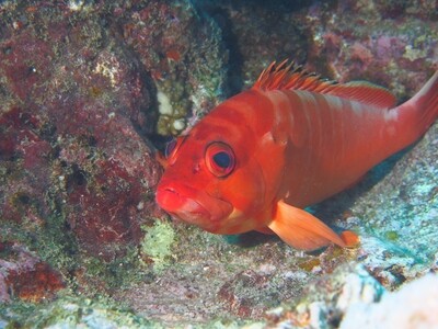 Blacktip Grouper_170121 Blacktip Grouper_170121