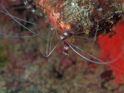 Banded_coral shrimp_170121_1 Banded_coral shrimp_170121_1