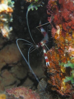 Banded_Coral shrimp_170121 Banded_Coral shrimp_170121