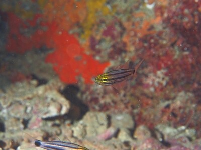 Fünfstreifen-Kardinalfisch_170121 Fünfstreifen-Kardinalfisch_170121