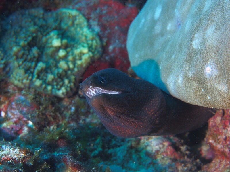 White mouth moray_170122_3 White mouth moray_170122_3