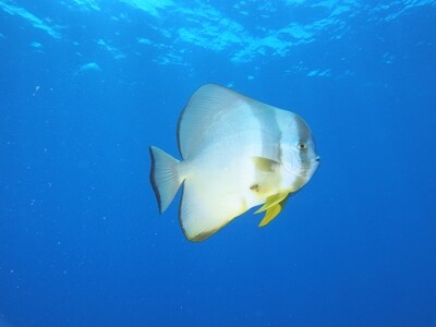 Circular Batfish_170122_3 Circular Batfish_170122_3
