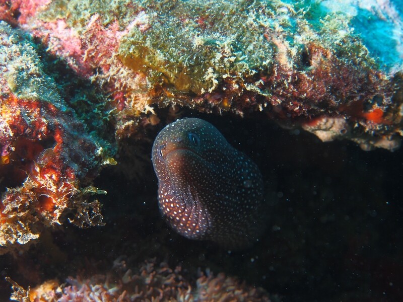 White mouth moray_170121_1 White mouth moray_170121_1