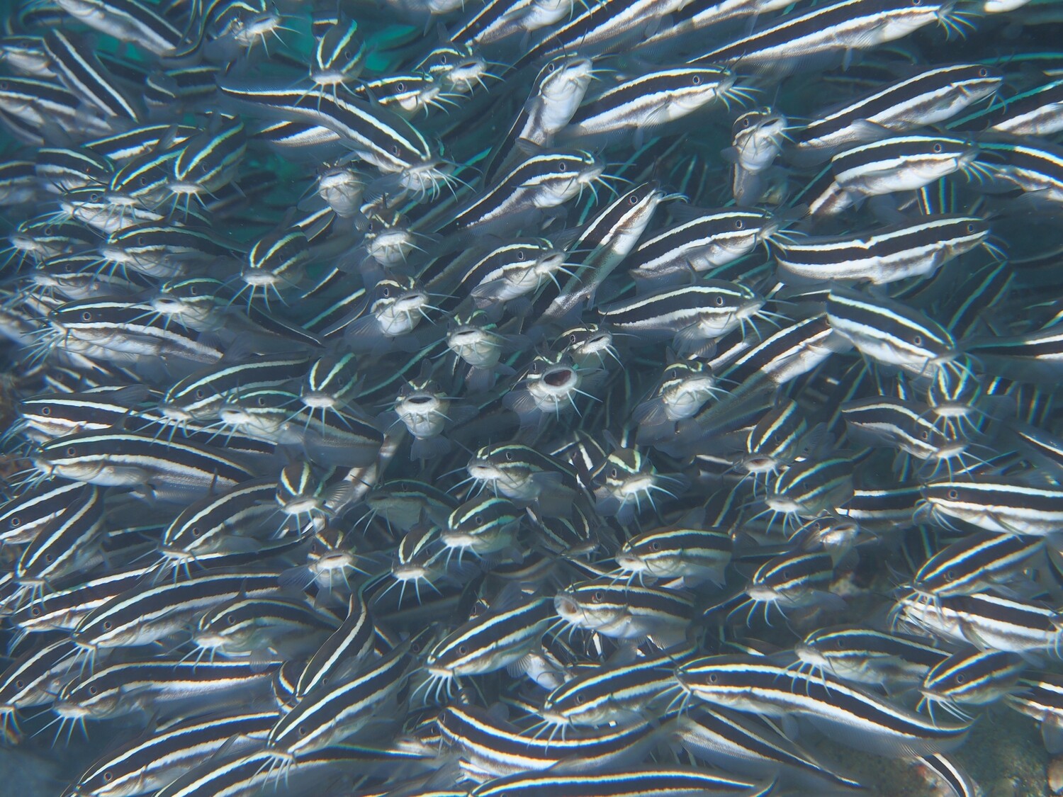 Striped eel catfish_170122