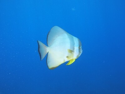 Circular Batfish_170122_2 Circular Batfish_170122_2