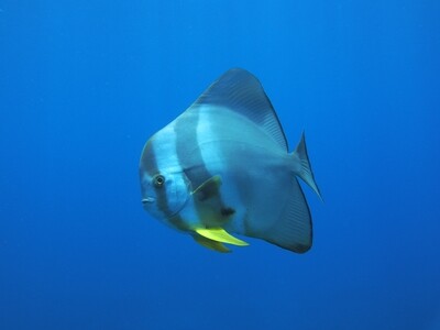 Circular Batfish_170122_5 Circular Batfish_170122_5