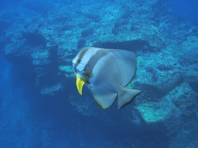 Circular Batfish_170122_6 Circular Batfish_170122_6